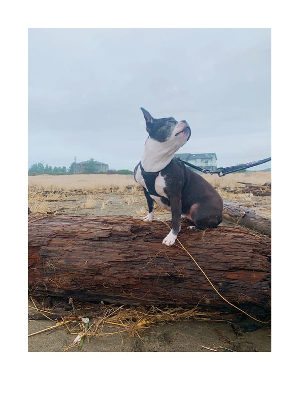 boston terrier on a log at the beach