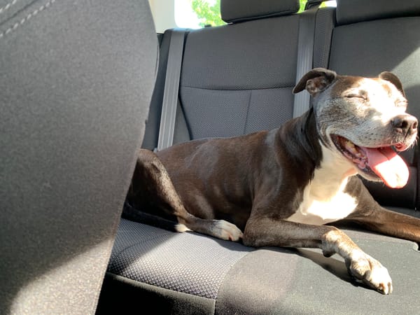 Smiling pit bull with a gray face and a sun beam over his body