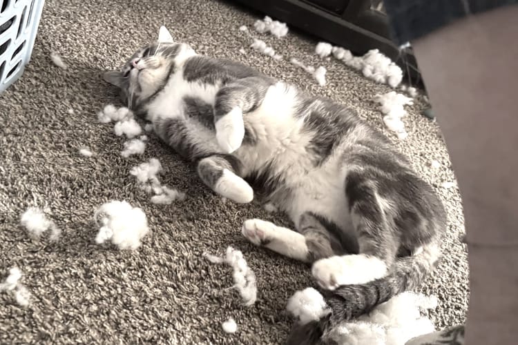 Cat laying in cotton